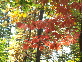 Black gum is one of our most dependable native trees for great fall color.