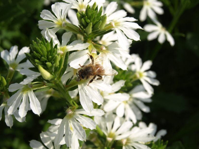 A honeybee gathering pollen from a ´Whirlwind® White´ Scaevola.