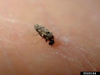 A biting midges (Culicoides spp.) feeding on a human host.