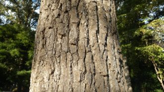 Black gum has attractive, deeply ridged bark.