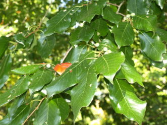 The alternately arranged, dark green, glossy leaves of black gum are 3-inches long.