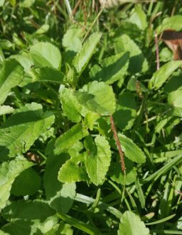 Florida betony is a cool season perennial weed that is beginning to come out of dormancy now.