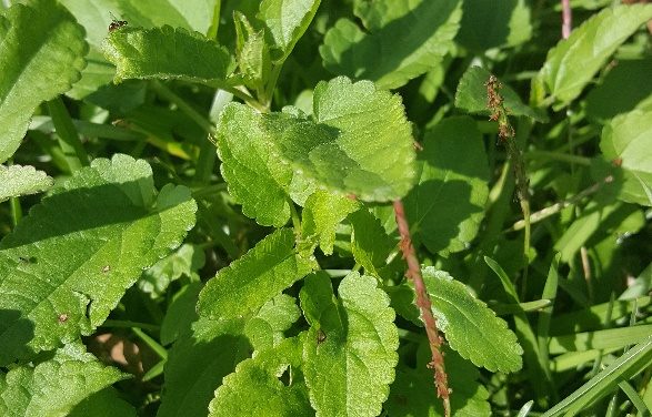 Weed of the Month – Florida Betony
