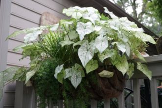 A combination of ´Moonlight ´ and ´Strawberry Star´ Caladiums (Caladium bicolor) make a beautiful display when planted in a hayrack.