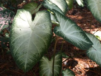 ‘Aaron’ Caladium has white leaves with green margins.