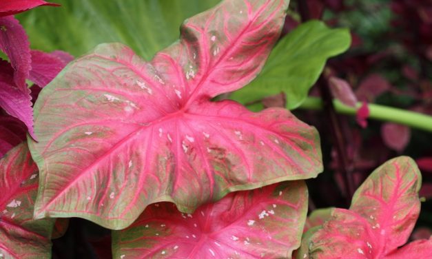 Caladium