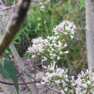 This native plant is a member of the Asteraceae, the sunflower family, but doesn’t have the bright yellow ray flowers we associate with many of those family members.