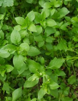 Common chickweed is a low, spreading, winter annual weed that germinates when we receive lots of cool, wet weather.