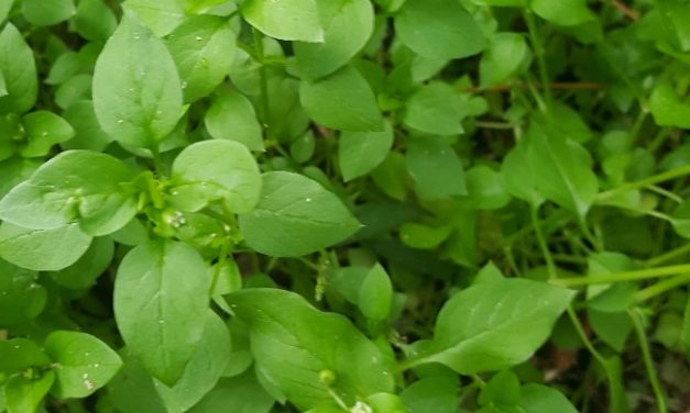 Common Chickweed (Stellaria media)
