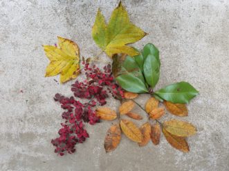 Collect a variety of colored leaves to make leaf confetti.