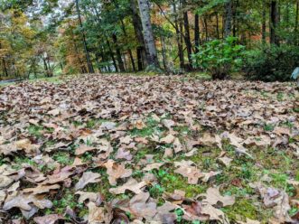 An abundance of leaves may blanket the lawn.