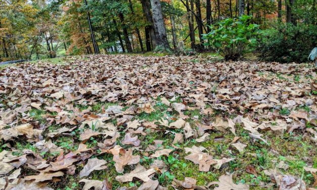 Fall Leaves: To Leave or Not to Leave