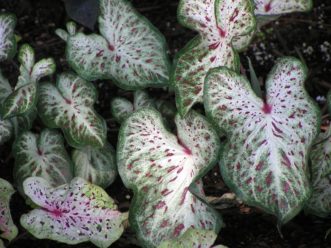 ‘Miss Muffett’ Caladium grows well in full shade.
