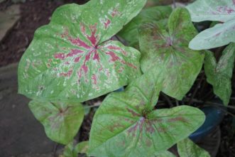 ´Raspberry Moon’ has vibrant green leaves with raspberry splotches.