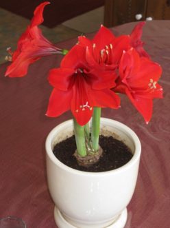 ‘Red Lion’ amaryllis with two flower stalks emerging on both sides of the leaves.