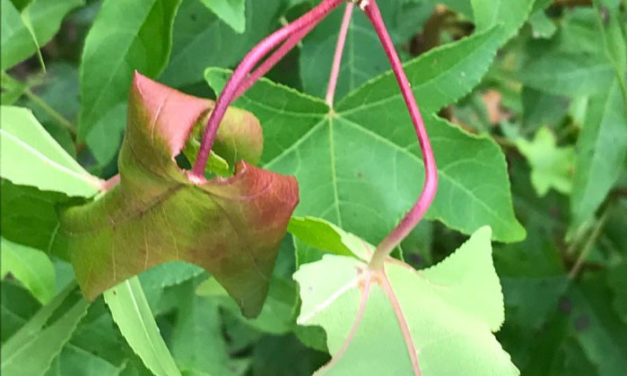 How to Identify & Prevent Herbicide Damage in Landscape Plants