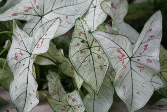 ´Strawberry Star´ Caladium has white foliage contrasted red square-like flecks and speckles with green veins.
