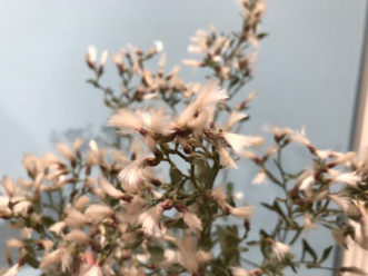 The female flowers of Baccharis halimifolia have a striking cottony appearance.