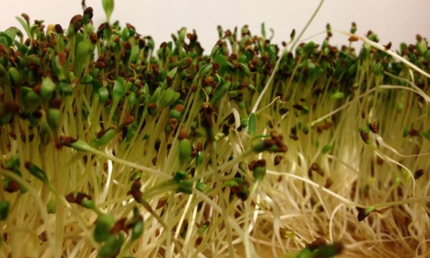 The Food Safety of Sprouts