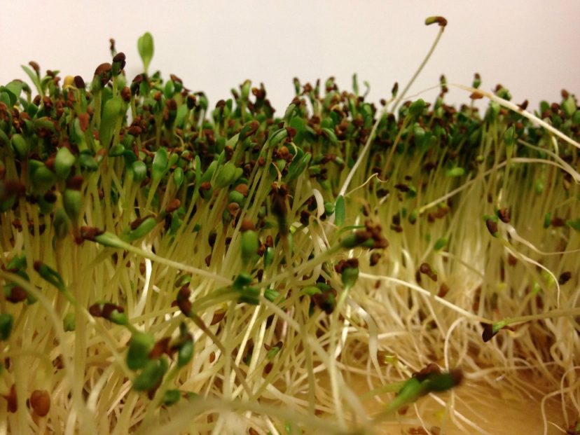 The Food Safety of Sprouts Home & Garden Information Center