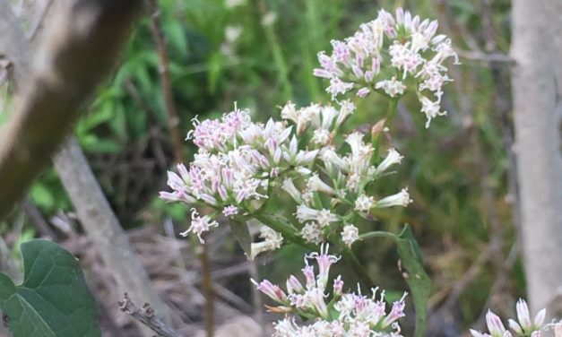 Mikania scandens, Climbing Hemp