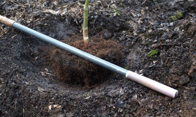 Plant A Tree