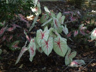 ‘White Queen’ is a beautiful white caladium with red veins.