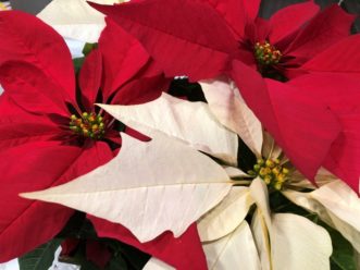 The poinsettia (Euphorbia pulcherrima) is the most popular flowering plant sold in the United States.