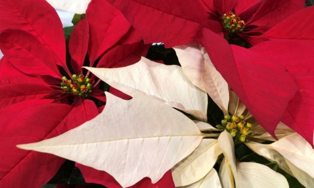 Holiday Houseplants
