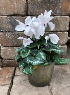 Florist cyclamen (Cyclamen persicum) is a tuberous potted plant that flowers during the winter months.