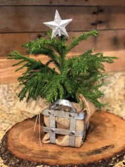 The Norfolk Island pine (Araucaria heterophylla) is native to Norfolk Island in the Pacific Ocean and is commonly used as a house plant in the US. 