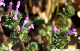 A side view of henbit shows its square stems and purple flowers. Karen Russ, ©2009 HGIC, Clemson Extension