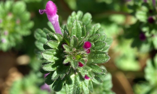 Henbit