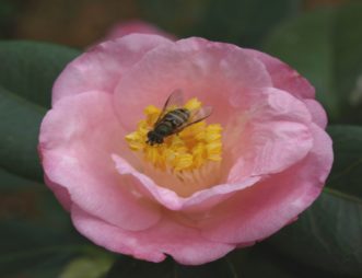 ´Berenice Boddy´ flowers have light pink on top and dark pink under the petals.