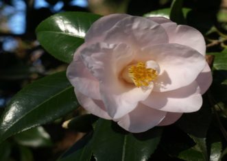 C. japonica ´Magnoliaeflora´ is also known as ´Hagoromo´.