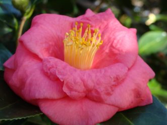 Camellia japonica ´Lady Clare´ is an old garden favorite.