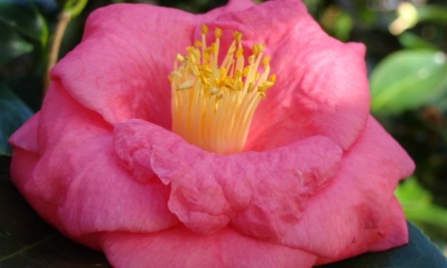 Japanese Camellias