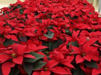 'Christmas Day' Poinsettia. Barbara H. Smith, ©2015 HGIC, Clemson Extension