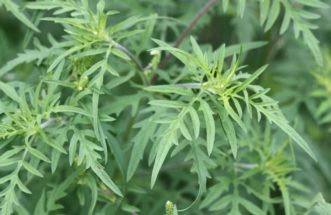 Common ragweed foliage (Ambrosia artemisiifolia). Joey Williamson, ©2013 HGIC, Clemson Extension