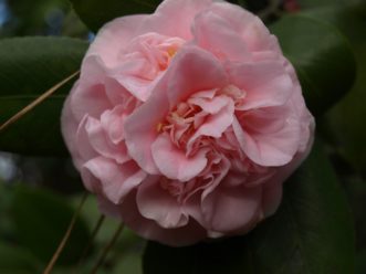 ´Debutante´ was originally known as ´Sara C. Hastie´ and was developed at Magnolia Plantation and Gardens near Charleston, SC in the early 1900’s.