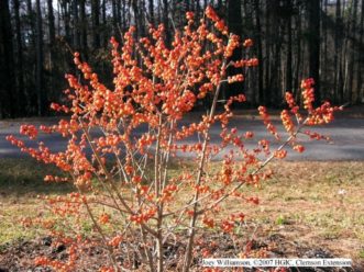 Even young winterberry hollies bear abundant bright berries.