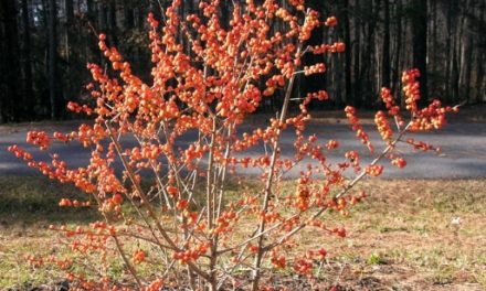 Select Trees & Shrubs for Winter Interest