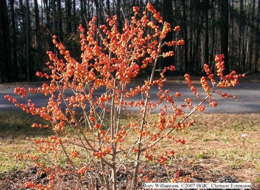 Select Trees & Shrubs for Winter Interest