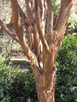 Exfoliating bark of paperbark maple (Acer griseum).