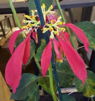 Floral bracts and flowers of wild Poinsettia from the Western coastal region of Mexico. Note the tall stems behind, which may grow as much as 12 to 15 feet tall with one bloom per stalk.
