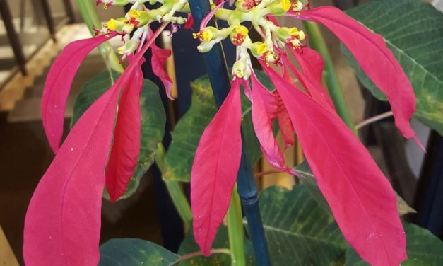 Poinsettia Care