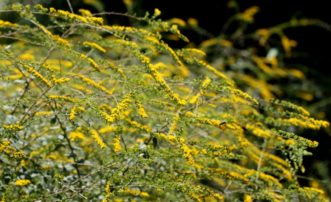 Goldenrod ‘Fireworks’ in bloom (Solidago rugosa ‘Fireworks’). Joey Williamson, ©2013 HGIC, Clemson Extension