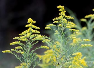 Goldenrod flowers (Solidago sp.). Joey Williamson, ©2013 HGIC, Clemson Extension