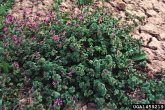 Henbit has a prostrate growth habit that is difficult to control by mowing. Steve Dewey, Utah State University, Bugwood.org