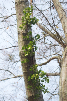 In our trees, the mistletoe leaves allow it to produce some of its own “food,” but steals water and minerals from its host.